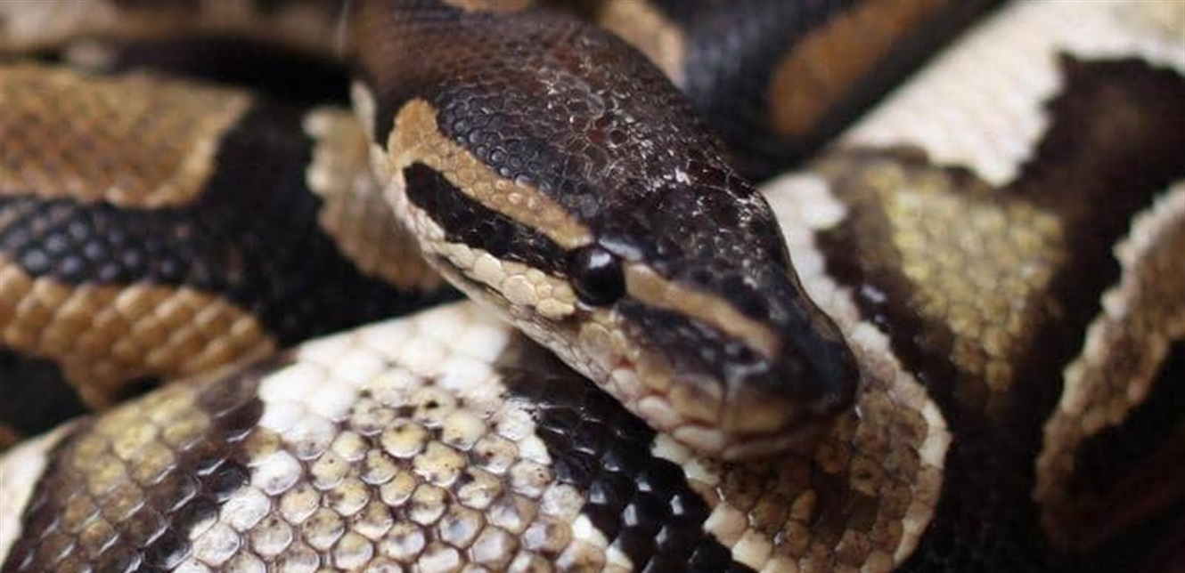 Doc P 770148 637421722281649120