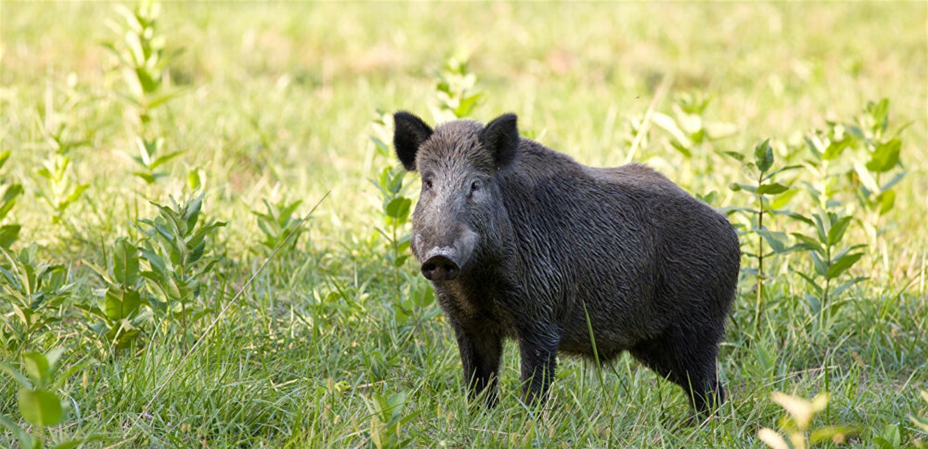 Doc P 770369 637422583320361120