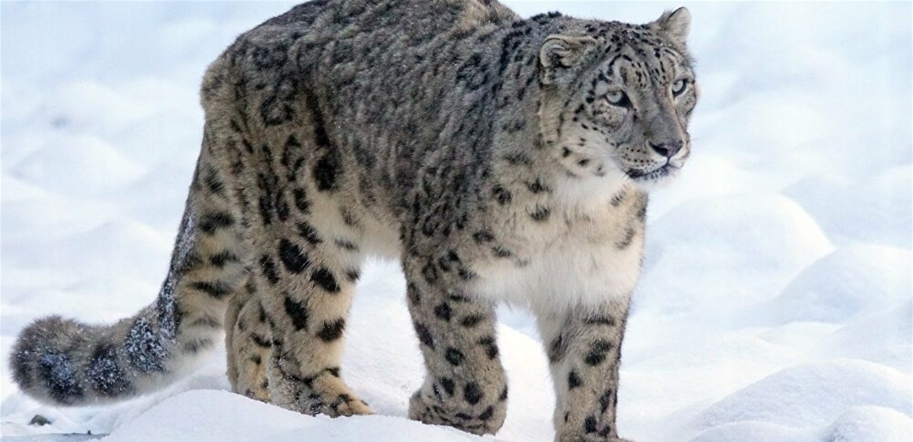 Doc P 771642 637426118526382921