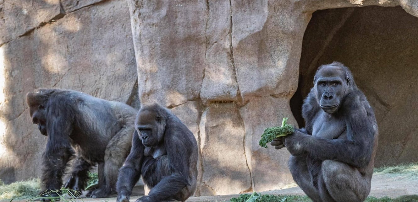 Doc P 783489 637460340270912052