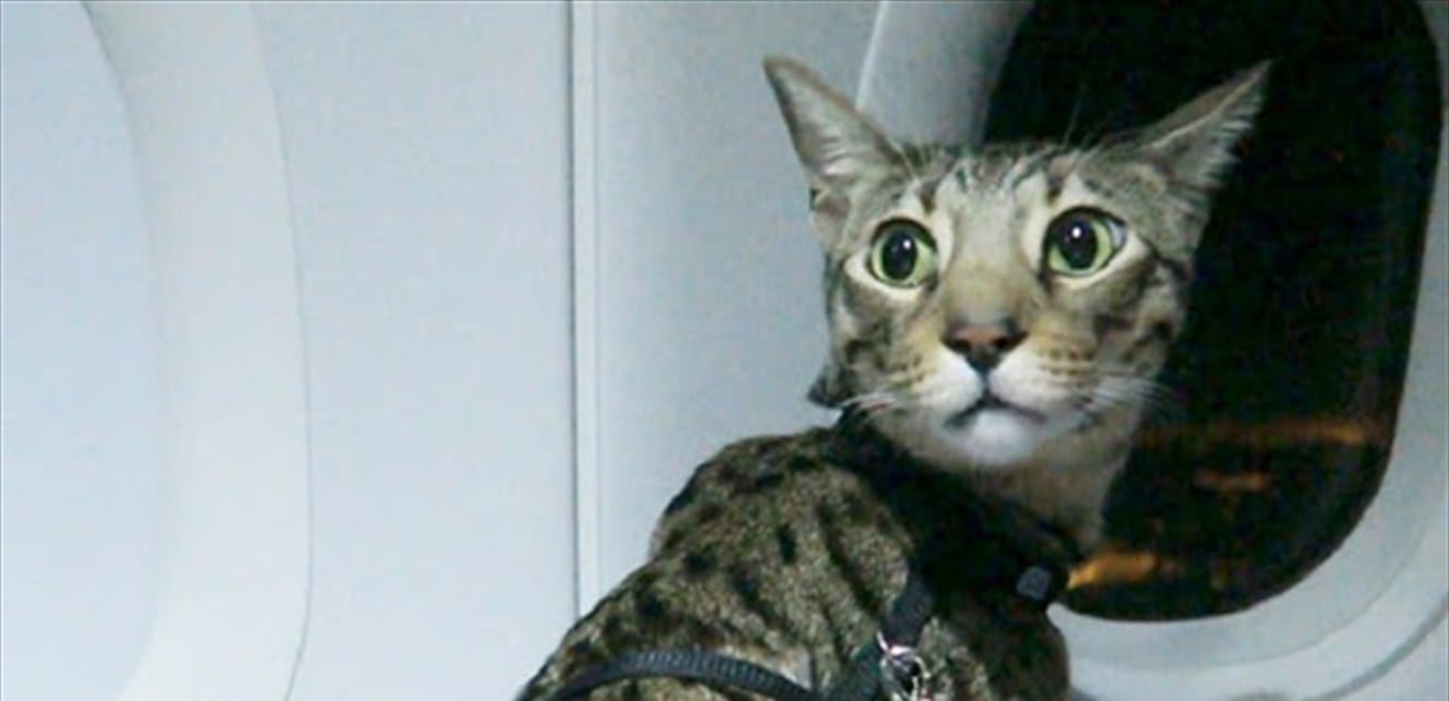 Doc P 798185 637501132532990113