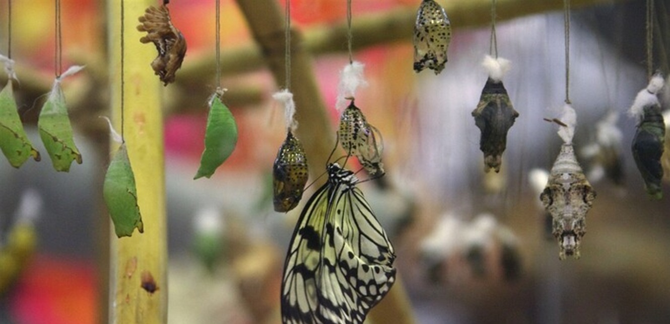 Doc P 805973 637521041264124847