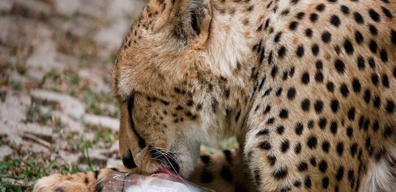 Doc P 809115 637529624425457542