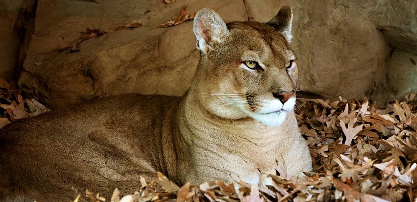 Doc P 823093 637566596063769697