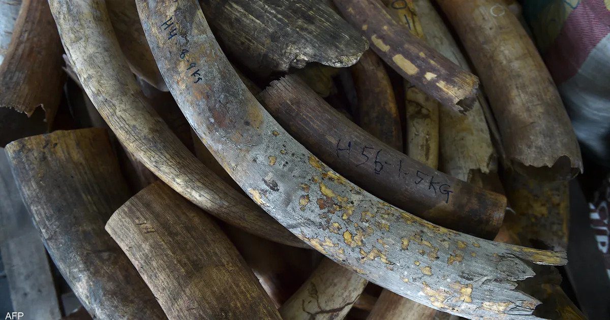 الكنز المحظور في ماليزيا