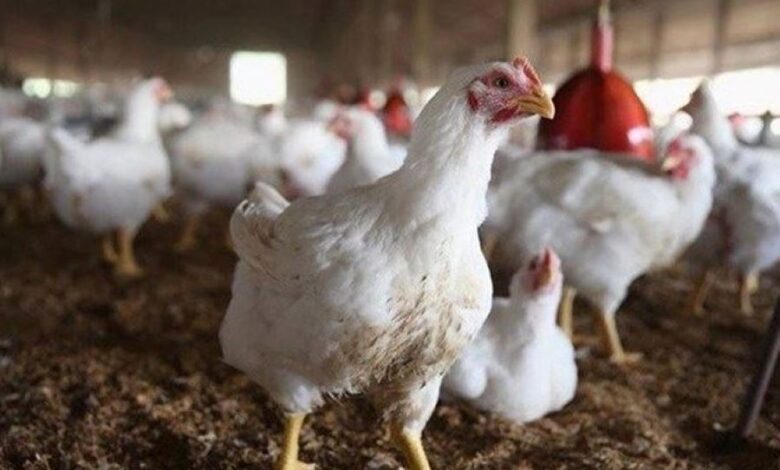 دواجن 780x470 1