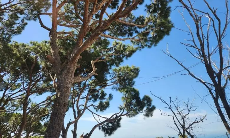 xIQTVWZRBKF 780x470.jpg.pagespeed.ic .9s xlAGEFw