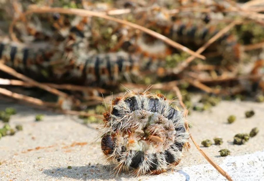 حشرة الصندل, وزارة الزراعة, مكافحة الآفات, دورة حياة الحشرة, تربية الأشجار, ضرر حشرة الصندل, التغيرات المناخية, الوقاية من الآفات, الحساسية الجلدية, الصحة العامة, مكافحة حشرة الصندل, غابات لبنان, الأشجار والصنوبر, الآفات الزراعية, Bacillus thuringiensis, مكافحة الحشرات, إجراءات مكافحة الآفات, إزالة الأعشاش, المبيدات الحيوية, الحشرة السامة, Pine caterpillar, Agriculture Ministry, Pest control, Life cycle of caterpillar, Tree cultivation, Pine caterpillar damage, Climate change, Pest prevention, Skin allergies, Public health, Pine caterpillar control, Lebanon forests, Pine trees, Agricultural pests, Bacillus thuringiensis, Insect control, Pest management measures, Nest removal, Biological pesticides, Toxic caterpillar hairs