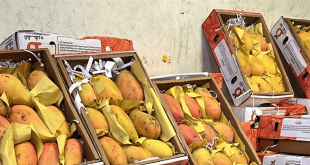 التهريب في لبنان, مكافحة التهريب, ضبط شحنات مهربة, الجمارك اللبنانية, وزارة الزراعة, سلامة الغذاء في لبنان, حماية الإنتاج المحلي, دجاج مهرب, فواكه مهربة, إجاص مهرب, غرامات التهريب في لبنان, الأمن الغذائي في لبنان, مكافحة الأنشطة غير الشرعية, الجمارك ومكافحة التهريب, سلامة المنتجات الغذائية, Smuggling in Lebanon, combating smuggling, seized shipments, Lebanese customs, Ministry of Agriculture, food safety in Lebanon, local production protection, smuggled chicken, smuggled fruits, smuggled pears, smuggling fines, food security in Lebanon, illegal activities in Lebanon, Lebanese anti-smuggling efforts, safe food products Lebanon